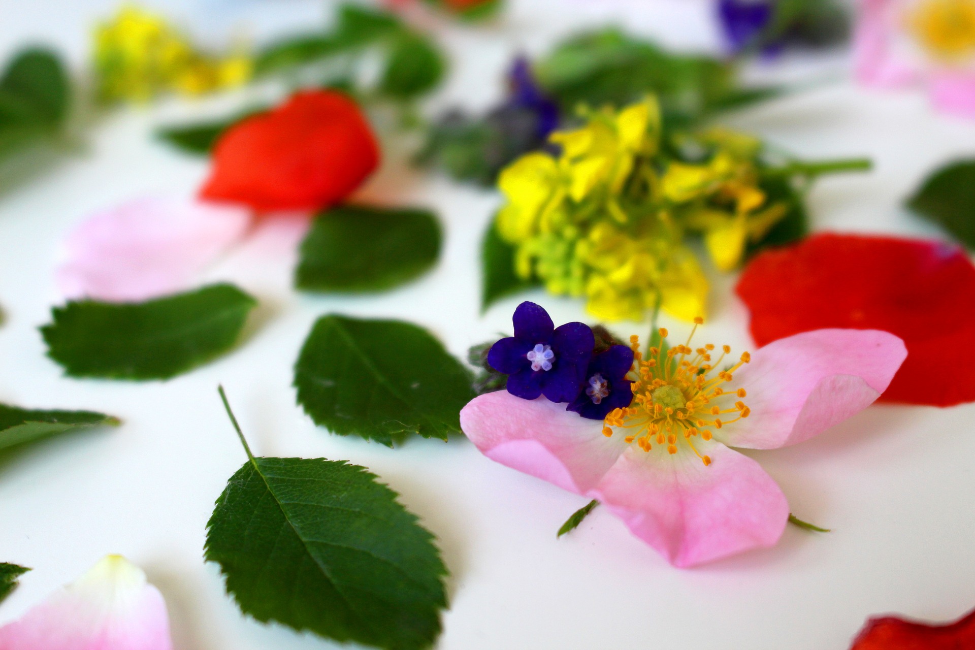 Las Flores de Bach, Actuación y Efectos